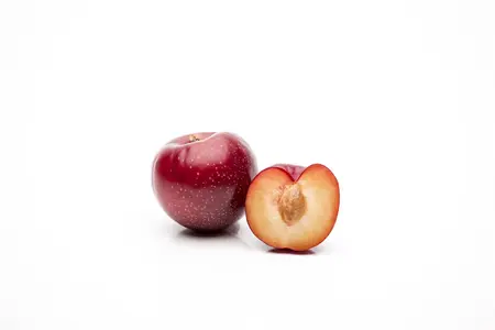 Prunus domestica 'Washington' - 1/2 STEM, GIRTH 10-12 CM C25 - image 5