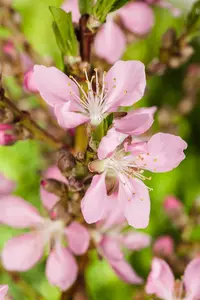 Prunus dulcis - 1/2 STEM, GIRTH 10-12 CM C15 - image 4