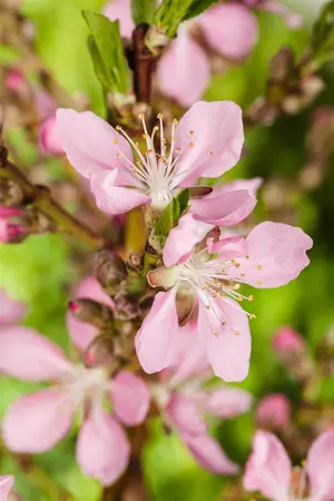 Prunus dulcis - STD 18-20 CM CONT - image 4