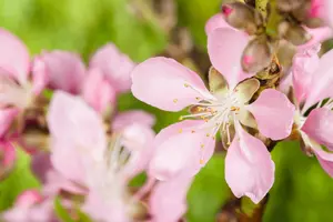 Prunus dulcis - STD 10-12 CM CONT    - image 3