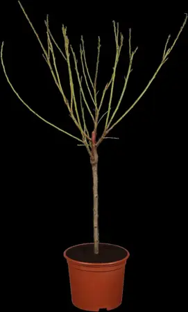 Prunus dulcis - STD 8-10 CM CONT     - image 1