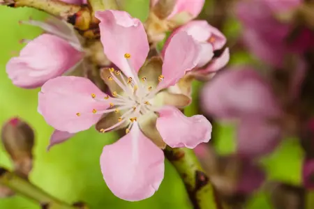 Prunus dulcis 'Robijn' - 1/2 STDS BR