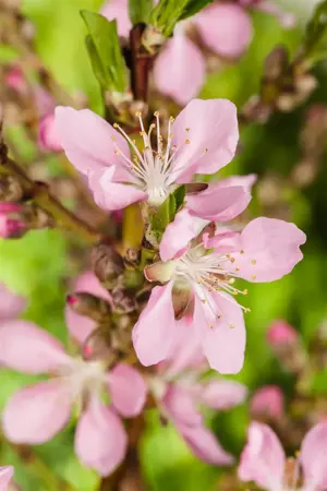 Prunus dulcis 'Tuono' - 1/2 STAM, OMTREK 16-18 CM C90 - image 5