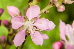Prunus dulcis 'Tuono' - 1/2 STAM, OMTREK 16-18 CM C90 - image 2