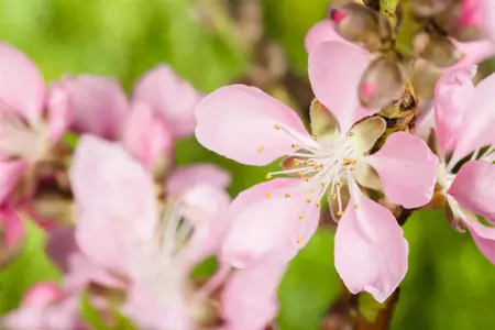 Prunus dulcis 'Tuono' - 1/2 STAM, OMTREK 16-18 CM C90 - image 3