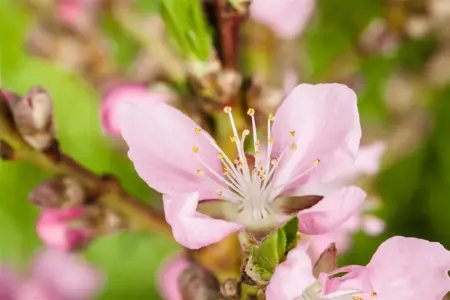Prunus dulcis 'Tuono' - 1/2 STAM, OMTREK 16-18 CM C90 - image 4