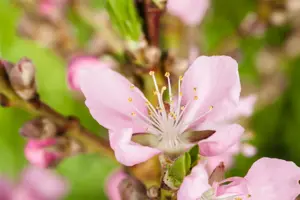 Prunus dulcis 'Tuono' - 1/2 STAM, OMTREK 16-18 CM C90 - image 4