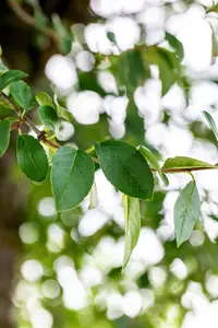 Prunus eminens 'Umbraculifera' - STEM 180 CM, GIRTH 8-10 CM C25 - image 1