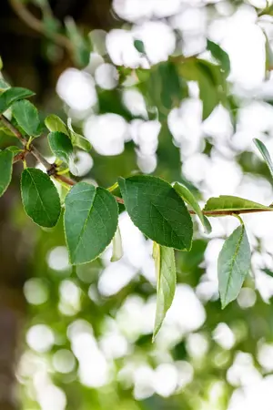 Prunus eminens 'Umbraculifera' - STEM 225 CM, GIRTH 8-10 CM RB - image 1