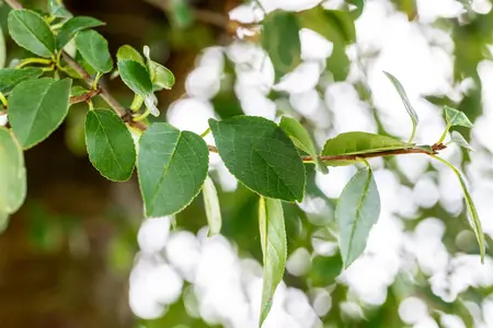 Prunus eminens 'Umbraculifera' - STEM 180 CM, GIRTH 8-10 CM C20 - image 2