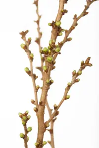Prunus glandulosa 'Alba Plena' - P9 - image 3