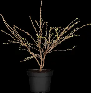 Prunus glandulosa 'Alba Plena'