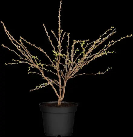 Prunus glandulosa 'Alba Plena' - P10.5 - image 1