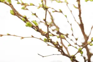 Prunus glandulosa 'Alba Plena' - P9 - image 2