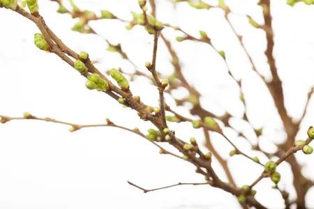 Prunus glandulosa 'Alba Plena' - 3 Ltr pot - image 1