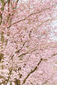 Prunus 'Hally Jolivette'