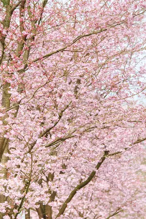 Prunus 'Hally Jolivette' - 90 CM STEM 7.5 L
