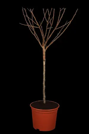 Prunus Hybrid 'Shogetsu' - 125-150 CM C10 - image 2
