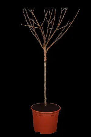 Prunus Hybrid 'Shogetsu' - 175-200 CM C10 - image 2