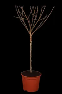 Prunus Hybrid 'Shogetsu' - 175-200 CM C10 - image 2