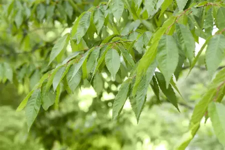 Prunus Hybrid 'Shogetsu' - 125-150 CM C10 - image 4