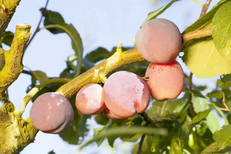 Prunus Hybrid 'Shogetsu' - 125-150 CM C10 - image 5