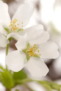 Prunus incisa 'Compacta' - 175-200 CM C15 - image 2