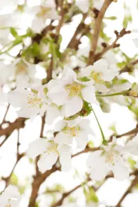 Prunus incisa 'Compacta' - 175-200 CM C15 - image 4