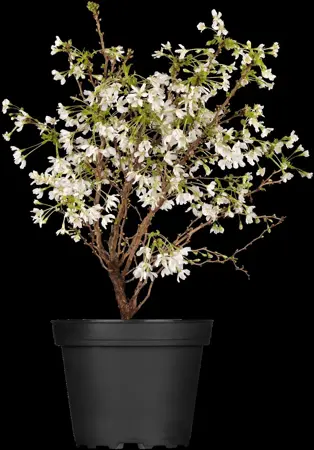 Prunus incisa 'Compacta' - 175-200 CM C15 - image 3