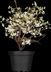 Prunus incisa 'Compacta' - 175-200 CM C15 - image 3
