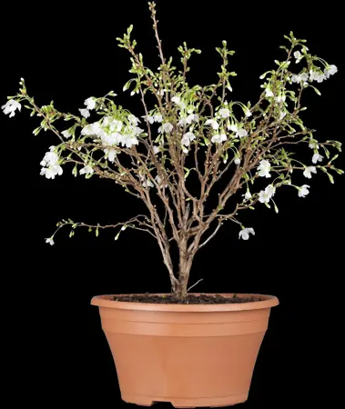 Prunus incisa 'Compacta' - 175-200 CM C15 - image 1