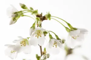 Prunus incisa 'Compacta' - 175-200 CM C15 - image 5