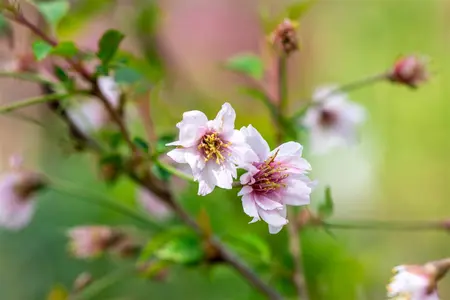 Prunus incisa 'February Pink' - MULTISTEM 150-175 CM RB - image 1