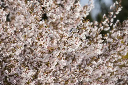 Prunus incisa 'Fujiyama' - 80 CM STEM C4 - image 2
