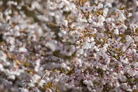 Prunus incisa 'Fujiyama' - 80 CM STEM C4 - image 3