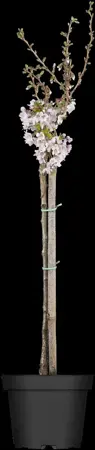 Prunus incisa 'Fujiyama' - 80 CM STEM C5 - image 4
