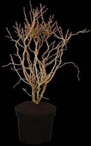Prunus incisa 'Fujiyama'