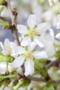 Prunus incisa 'Kojou-no-mai' - 80-100 CM C10 - image 3