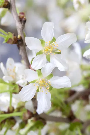 Prunus incisa 'Kojou-no-mai' - 10 Ltr pot - image 3