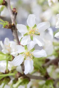Prunus incisa 'Kojou-no-mai' - 10 Ltr pot - image 3