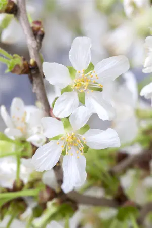 Prunus incisa 'Kojou-no-mai' - 80-90 CM C25 - image 1