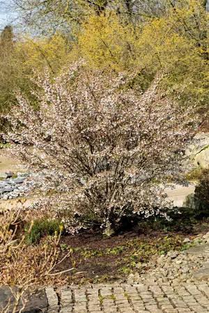 Prunus incisa 'Kojou-no-mai' - 80-90 CM C25 - image 5