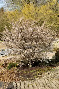 Prunus incisa 'Kojou-no-mai' - 80-90 CM C25 - image 5