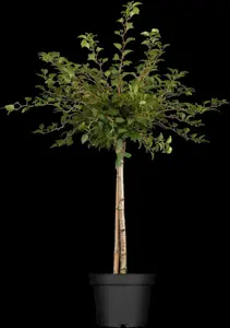 Prunus incisa 'Kojou-no-mai' - 80-100 CM C10 - image 2