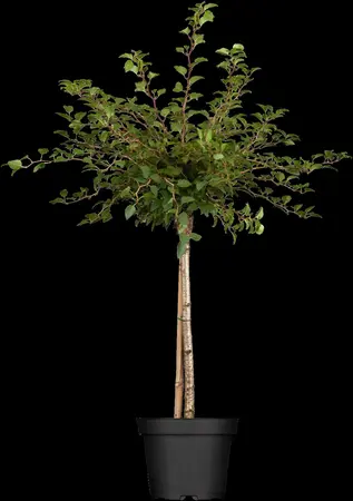 Prunus incisa 'Kojou-no-mai' - P9 - image 2