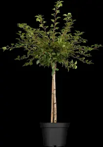 Prunus incisa 'Kojou-no-mai' - 25-30 CM C3 - image 2