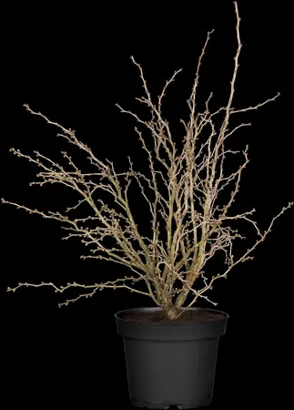 Prunus incisa 'Kojou-no-mai' - P9 - image 5