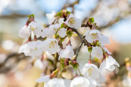 Prunus incisa 'Kojou-no-mai' - 60 CM STEM 5L - image 4