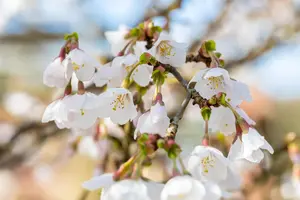 Prunus incisa 'Kojou-no-mai' - 60 CM STEM 5L - image 4