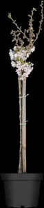 Prunus incisa 'Kojou-no-mai' - 80-100 CM C10 - image 4